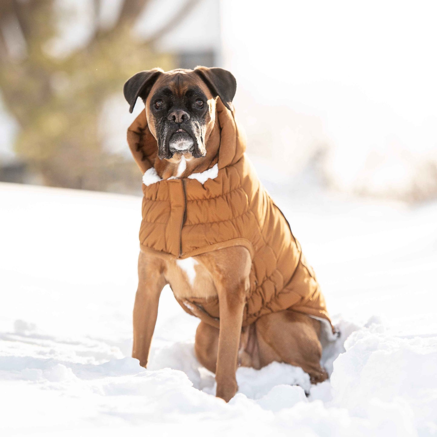 Arctic Parka - Wood on boxer dog in snow