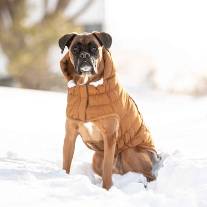 Arctic Parka - Wood on boxer dog in snow