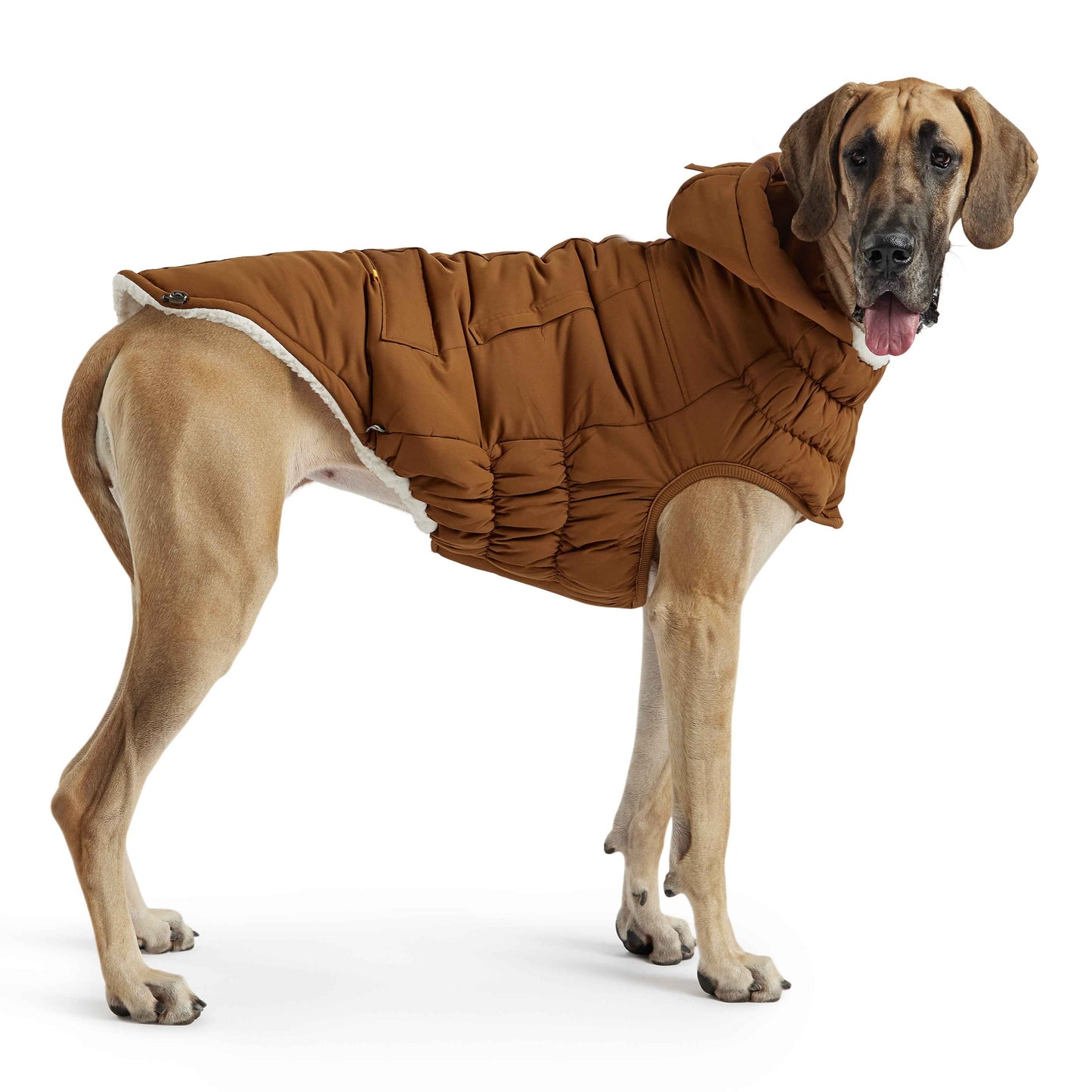 Arctic Parka - Wood on large brown dog