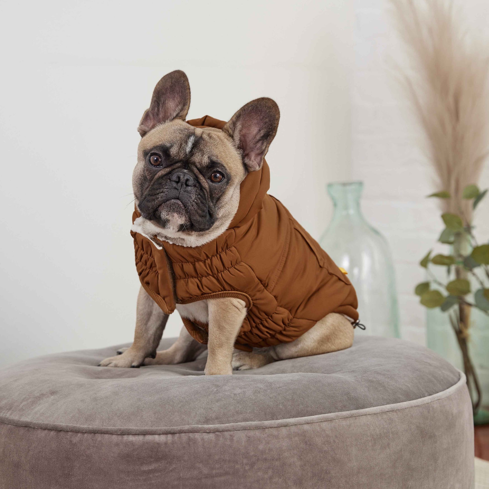 Arctic Parka - Wood on small brown dog sitting on ottoman