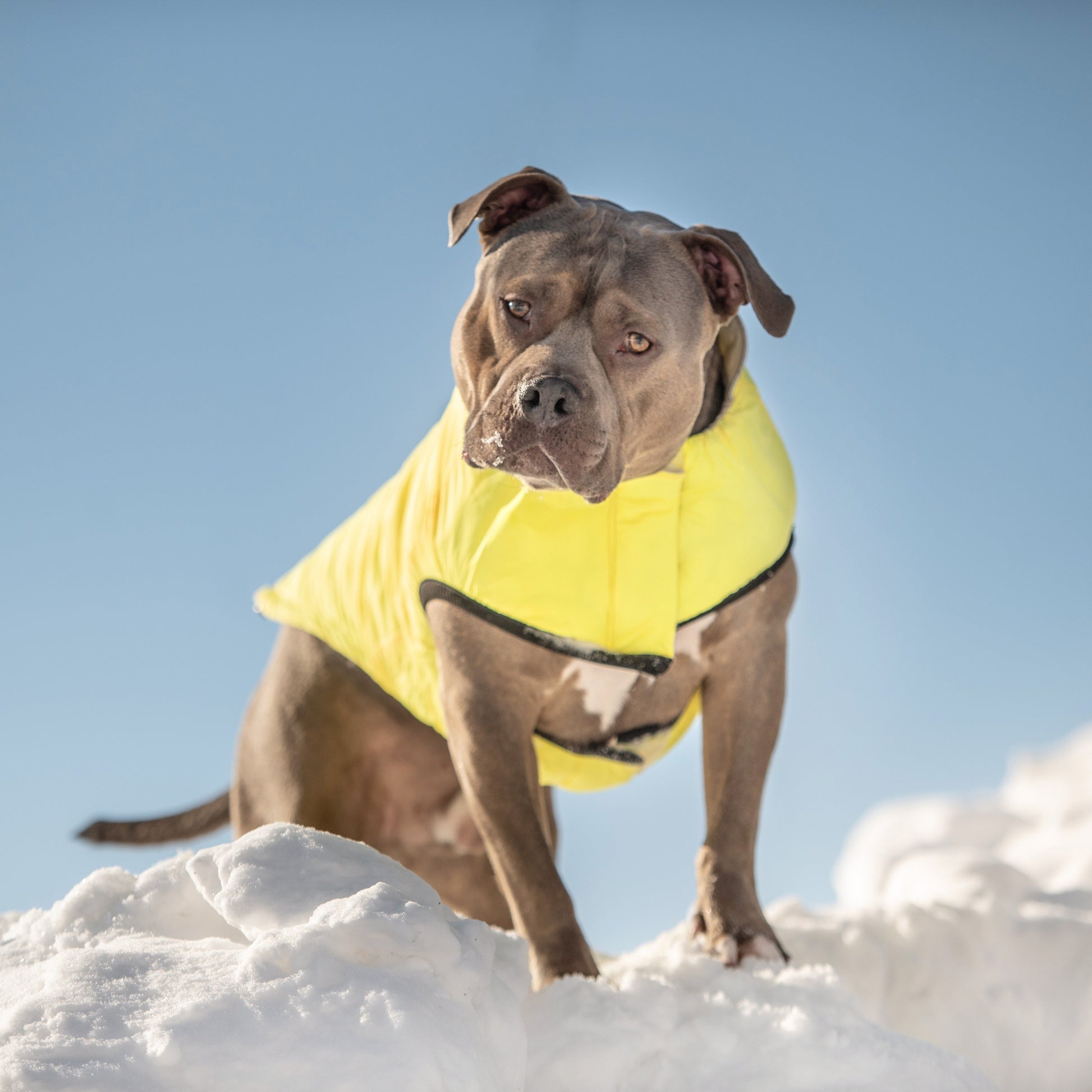 Dog wearing a yellow coat standing on snow with a clear blue sky background