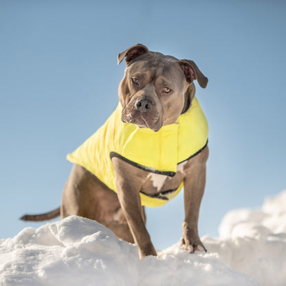 Dog wearing a yellow coat standing on snow with a clear blue sky background