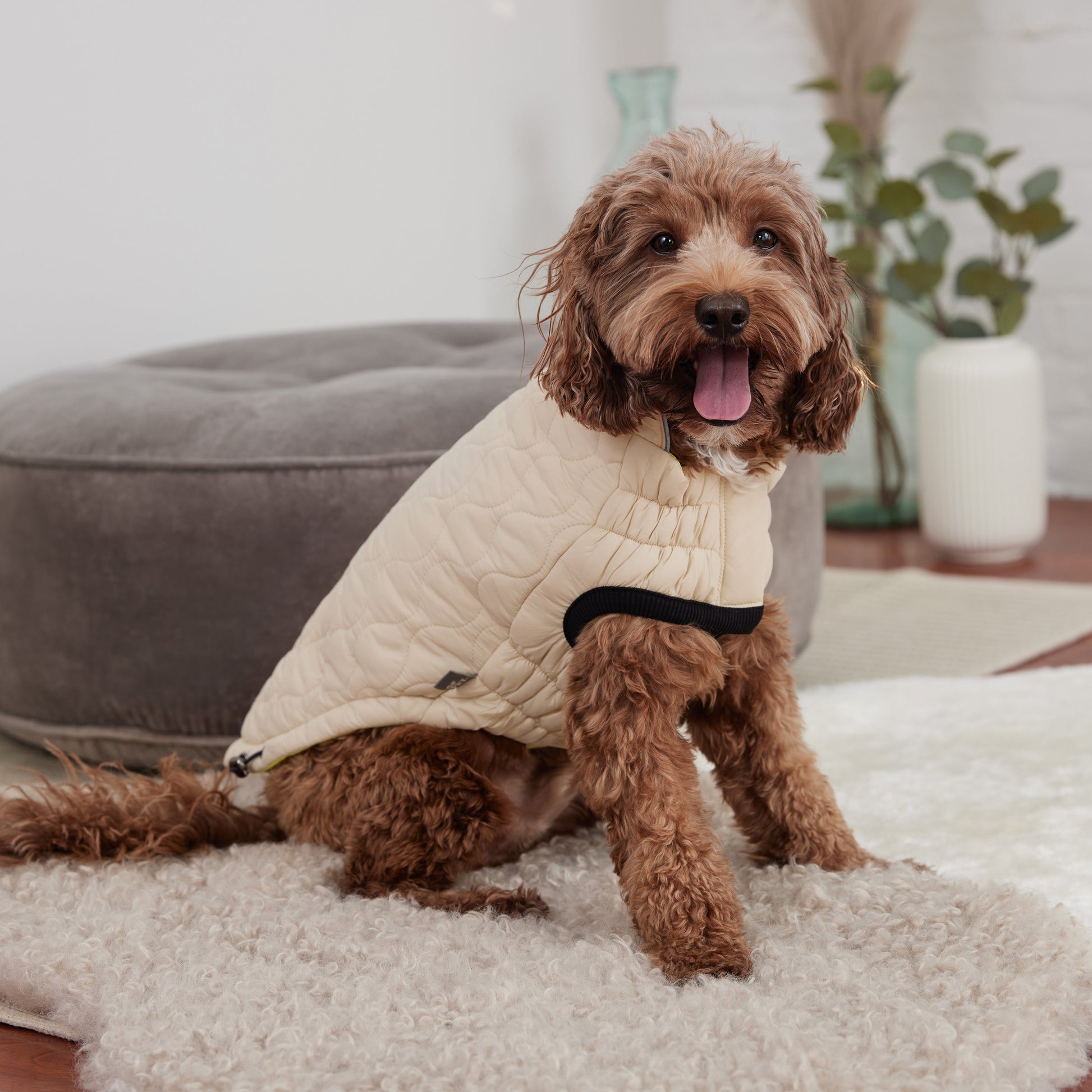 Dog wearing a beige quilted jacket sitting on a carpeted floor.