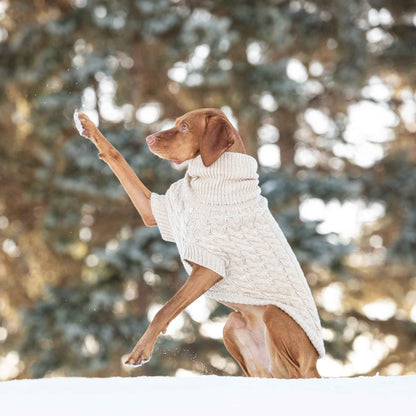 Chalet Sweater - Oatmeal on brown dog sitting in snow with trees in background