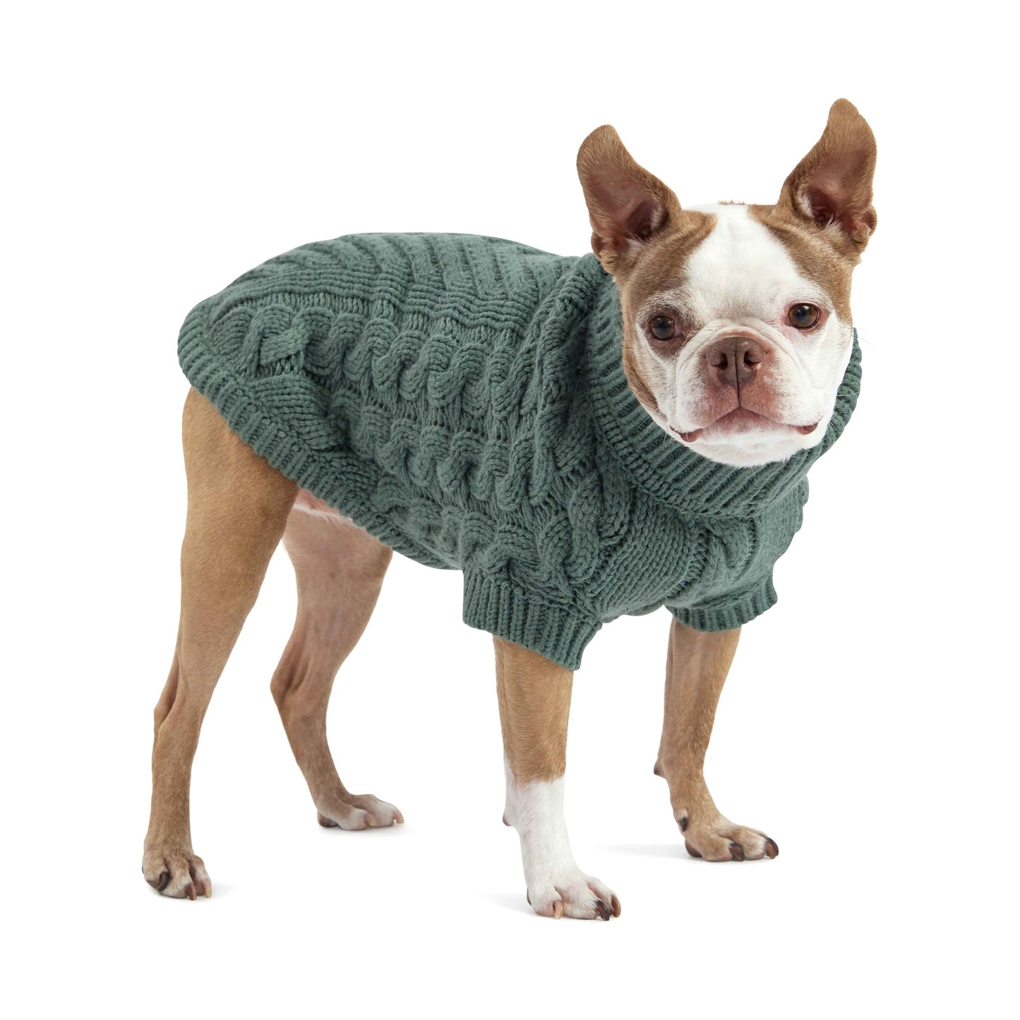 Dog wearing a green knitted sweater on a white background