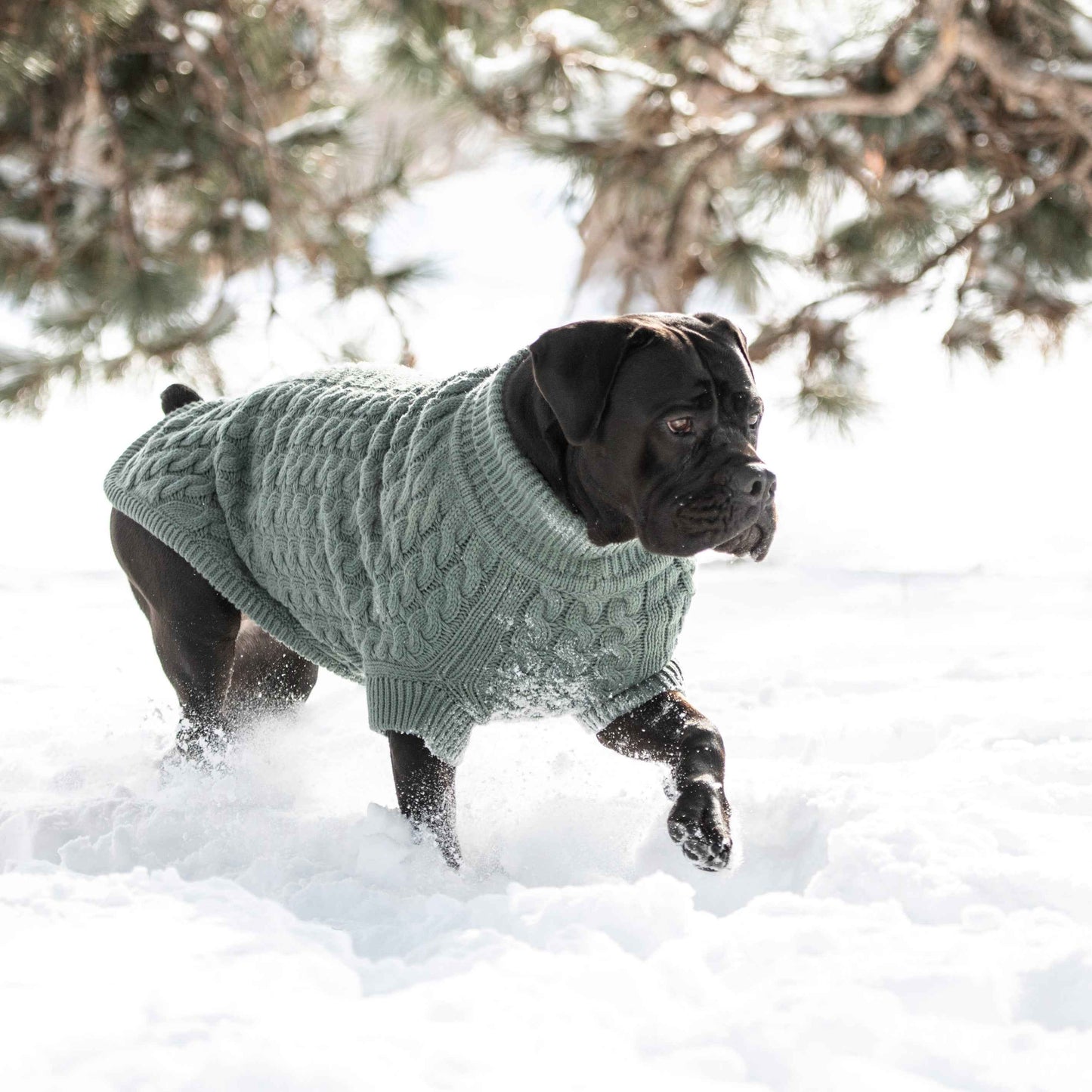 Dog wearing a green sweater running in the snow with trees in the background