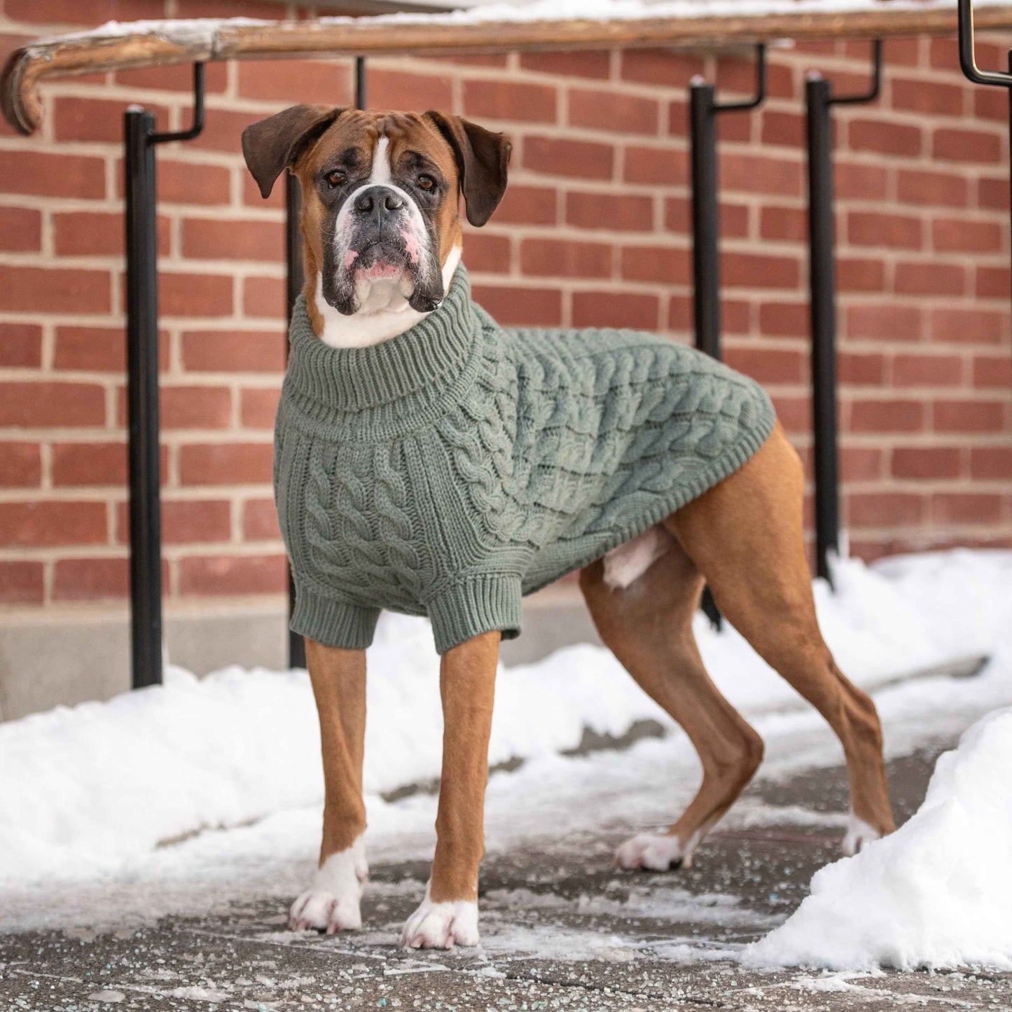 Dog wearing a green sweater standing on a snowy ground with a brick wall in the background