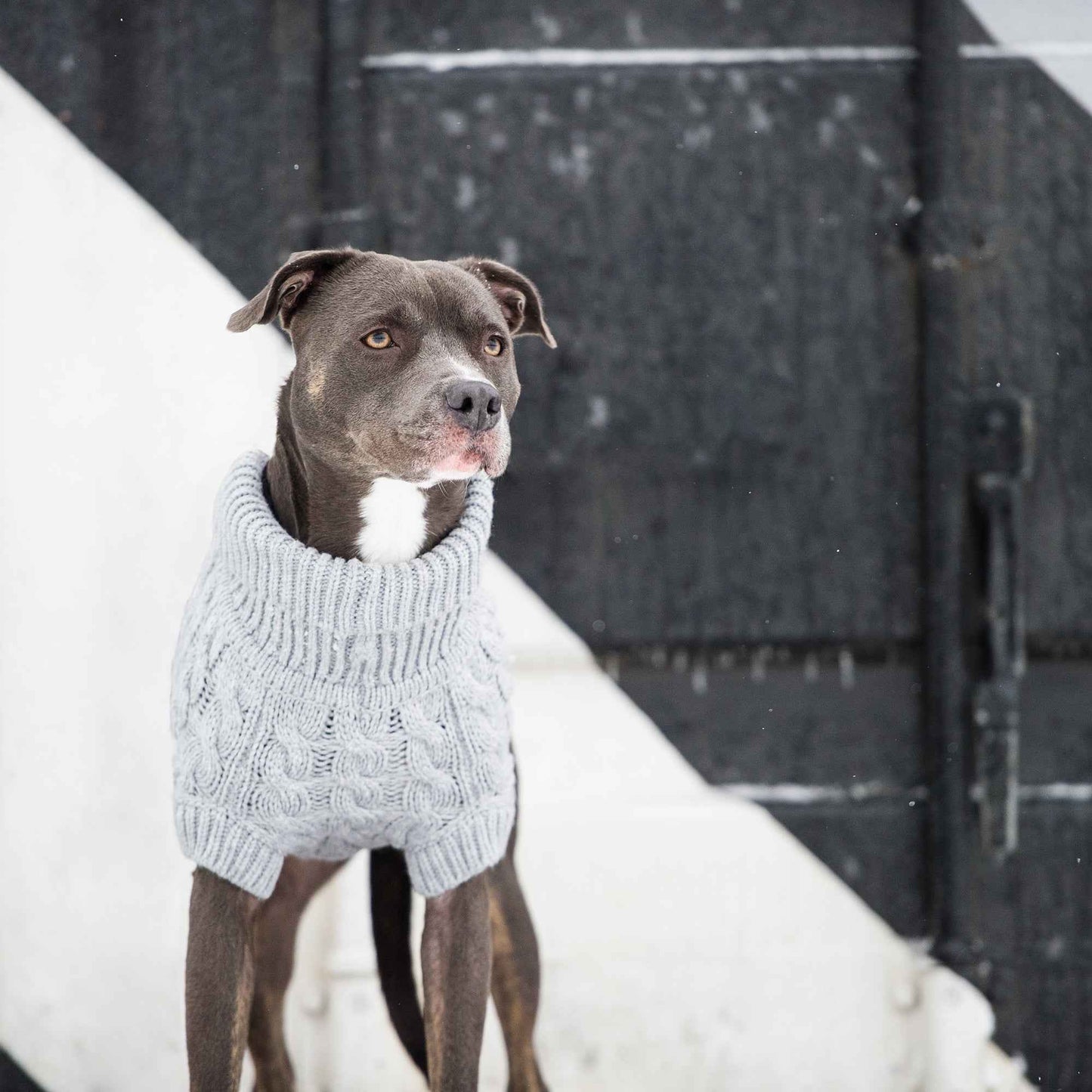 Chalet Sweater - Grey on gray dog