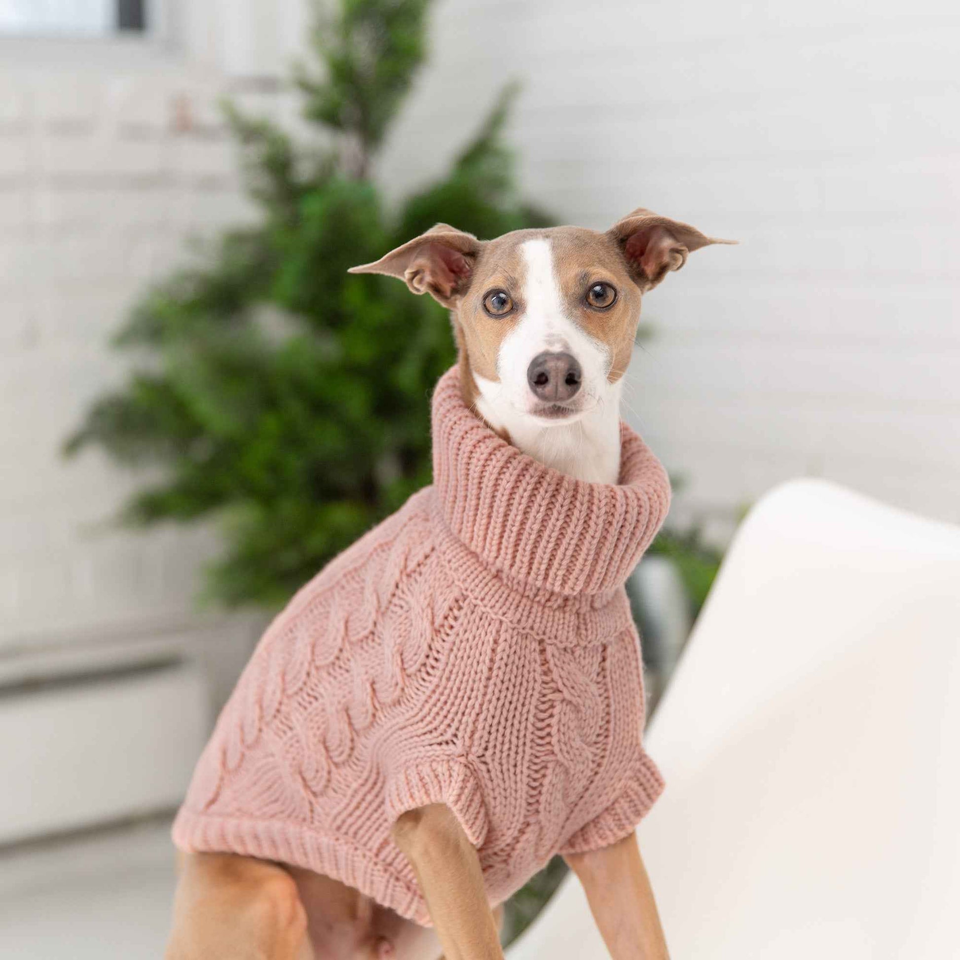 Chalet Sweater - Pink on brown and white dog in living room