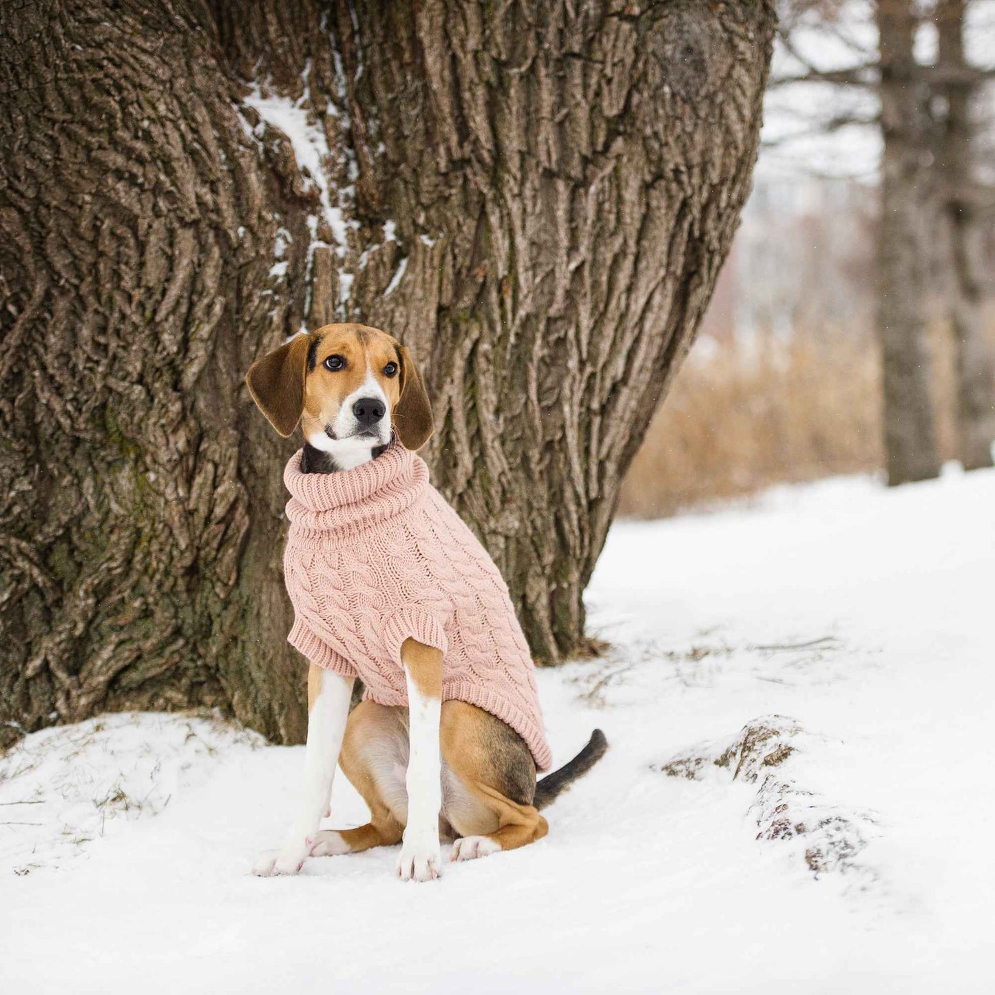 Chalet Sweater - Pink on brown and white larger dog outside next to tree in snow