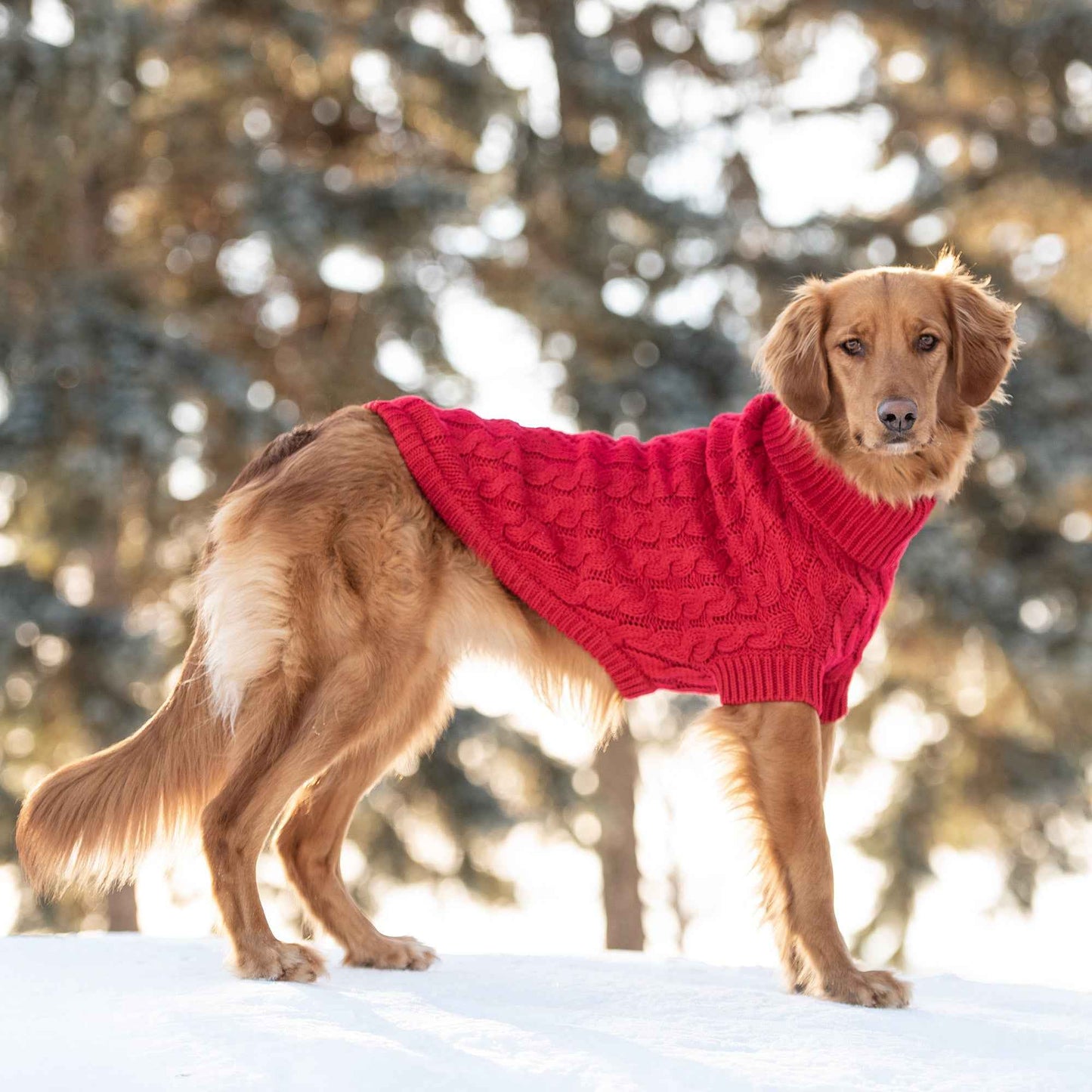 Chalet Sweater - Red on brown dog outside on snow