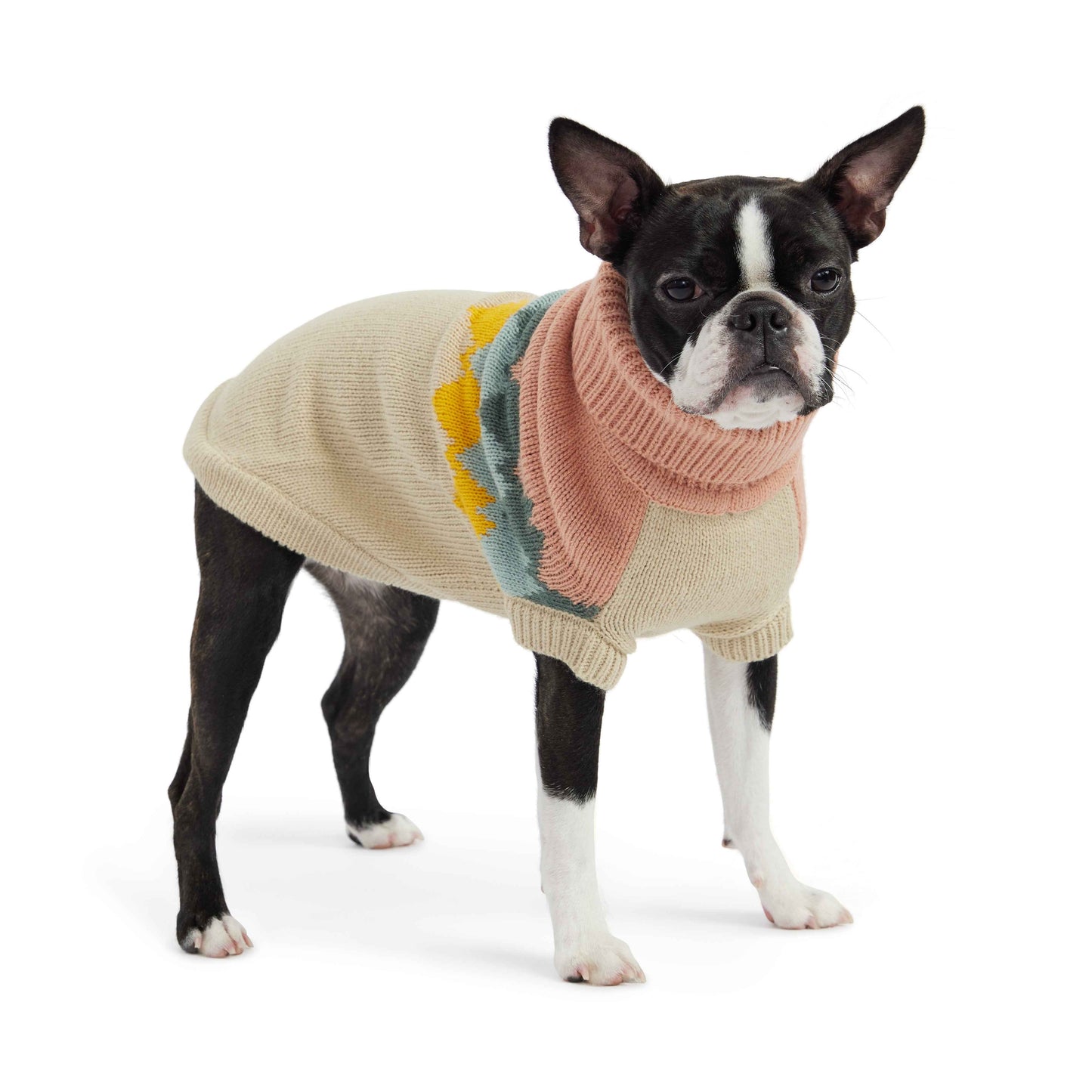 Dog wearing a colorful sweater on a white background