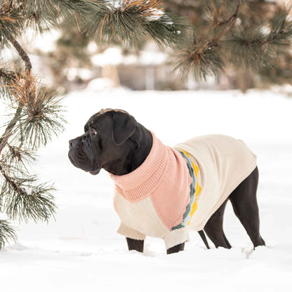 Dog wearing a sweater standing in the snow with trees in the background