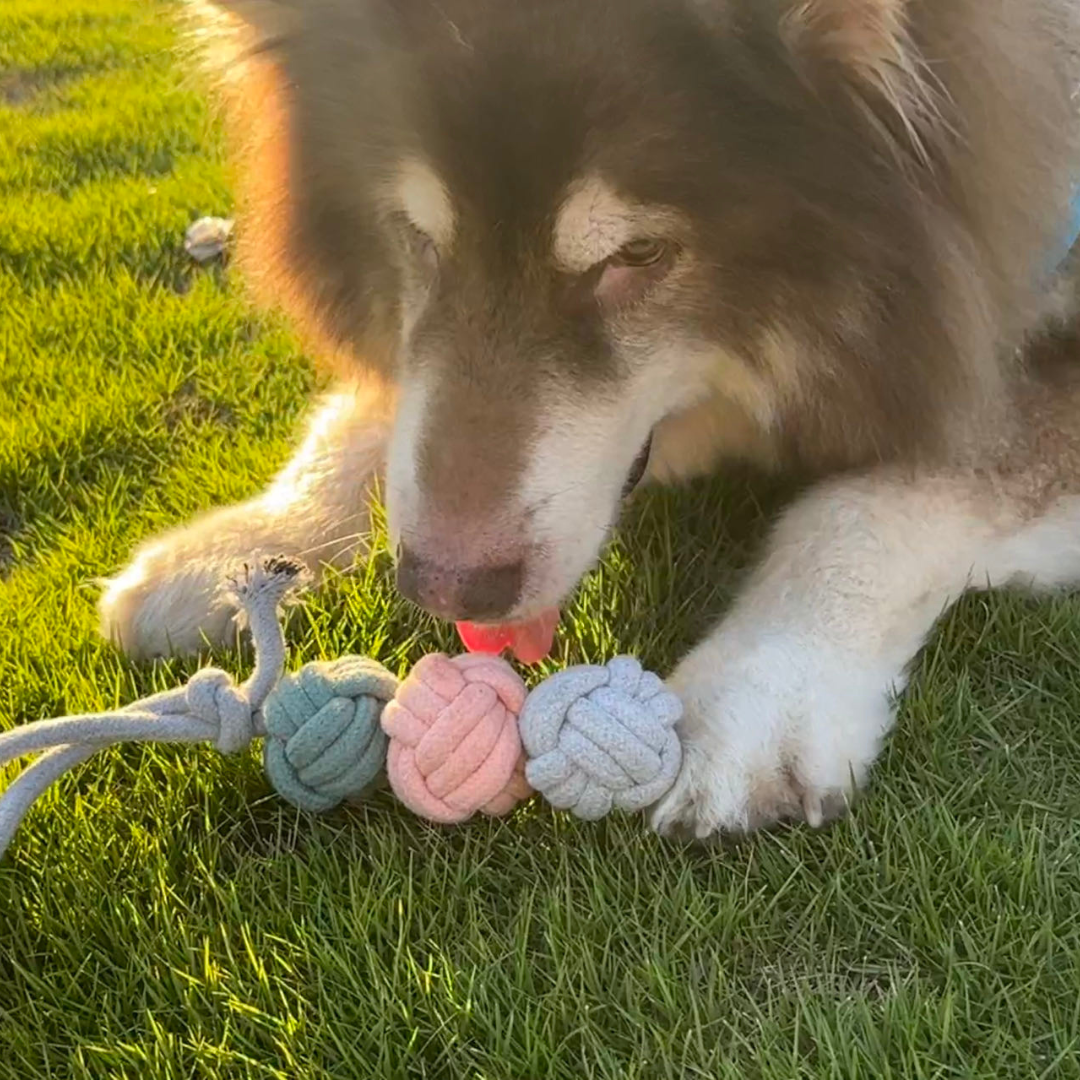 Ice Cream Rope Balls Dog