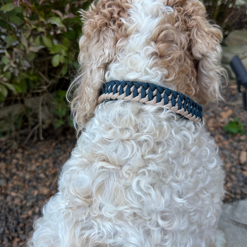 White fluffy dog with dog collar with navy blue and light tan braided design 