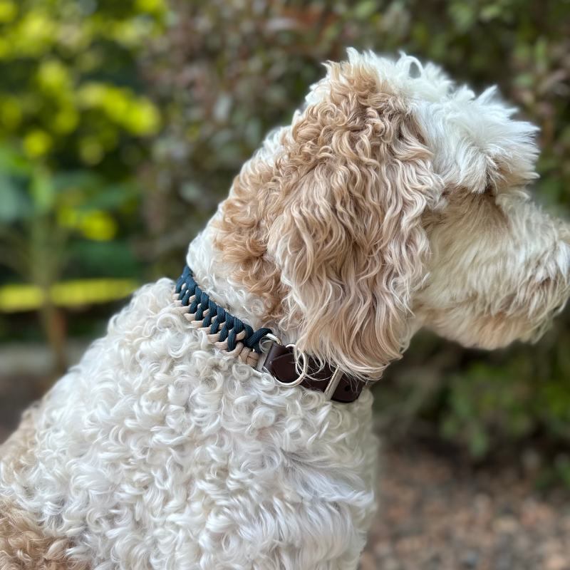 White fluffy dog with dog collar with navy blue and light tan braided design 