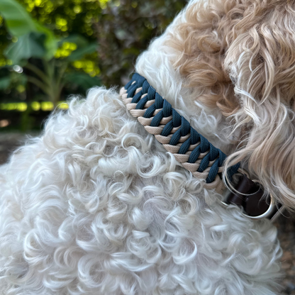 White fluffy dog with dog collar with navy blue and light tan braided design 