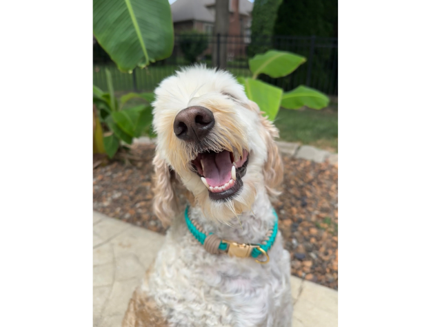 Happy dog with a teal collar sitting outdoors on a patio