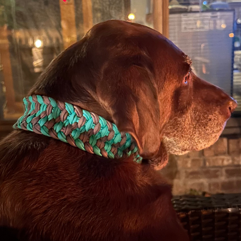 Brown dog wearing a braided green and gray collar outdoors.