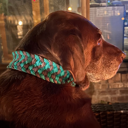 Brown dog wearing a braided green and gray collar outdoors.