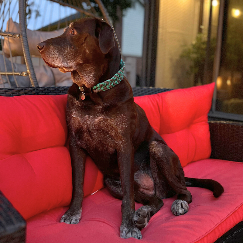 Brown dog wearing a braided green and gray collar outdoors.