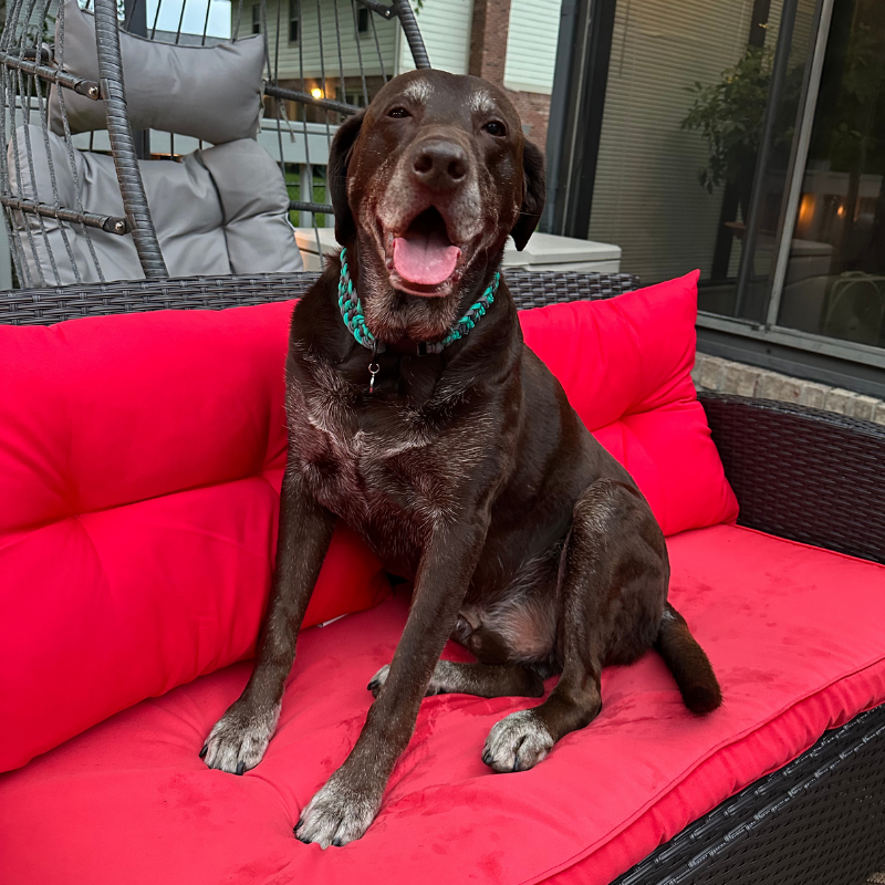 Brown dog wearing a braided green and gray collar outdoors.