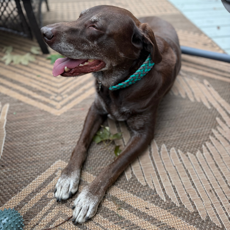 Brown dog wearing a braided green and gray collar outdoors.