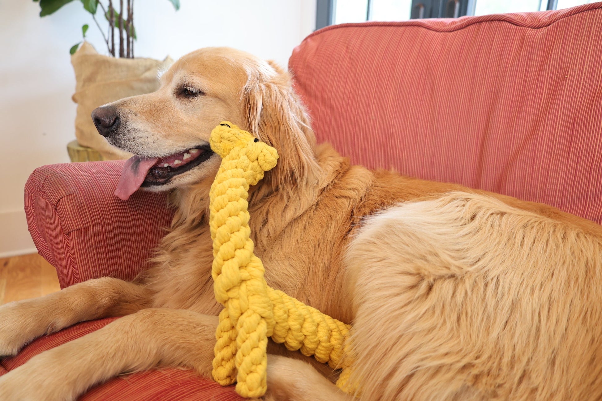 Joy the Giraffe Rope Dog Toy Dog