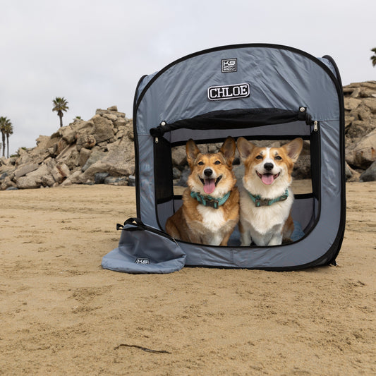 Pet carrier with two dogs on a beach