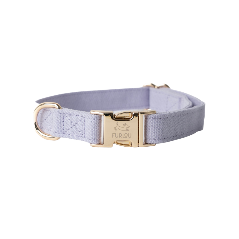 Light purple dog collar with gold buckle on a white background