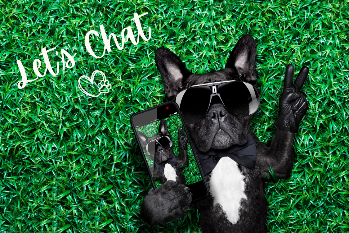 Let's Chat Dog with Phone