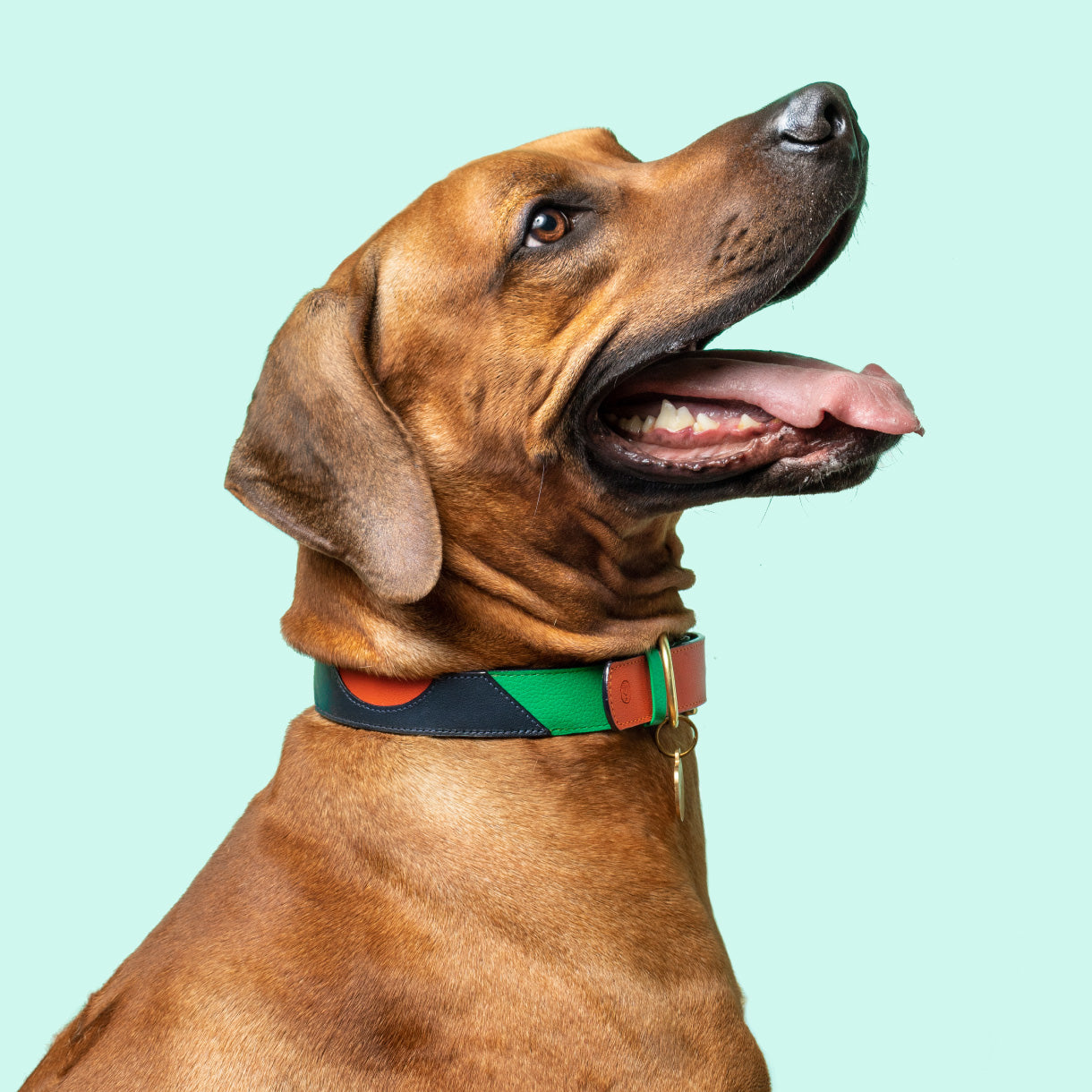 Brown dog wearing a colorful collar on a light blue background