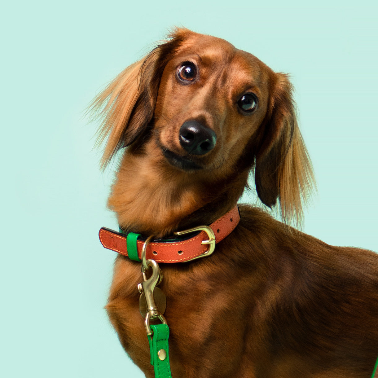 Brown dog wearing a red collar with a green leash on a light blue background