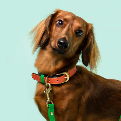 Brown dog wearing a red collar with a green leash on a light blue background