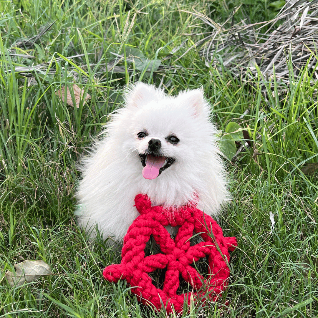 Lucky Red Wheel Dog Rope Toy Dog