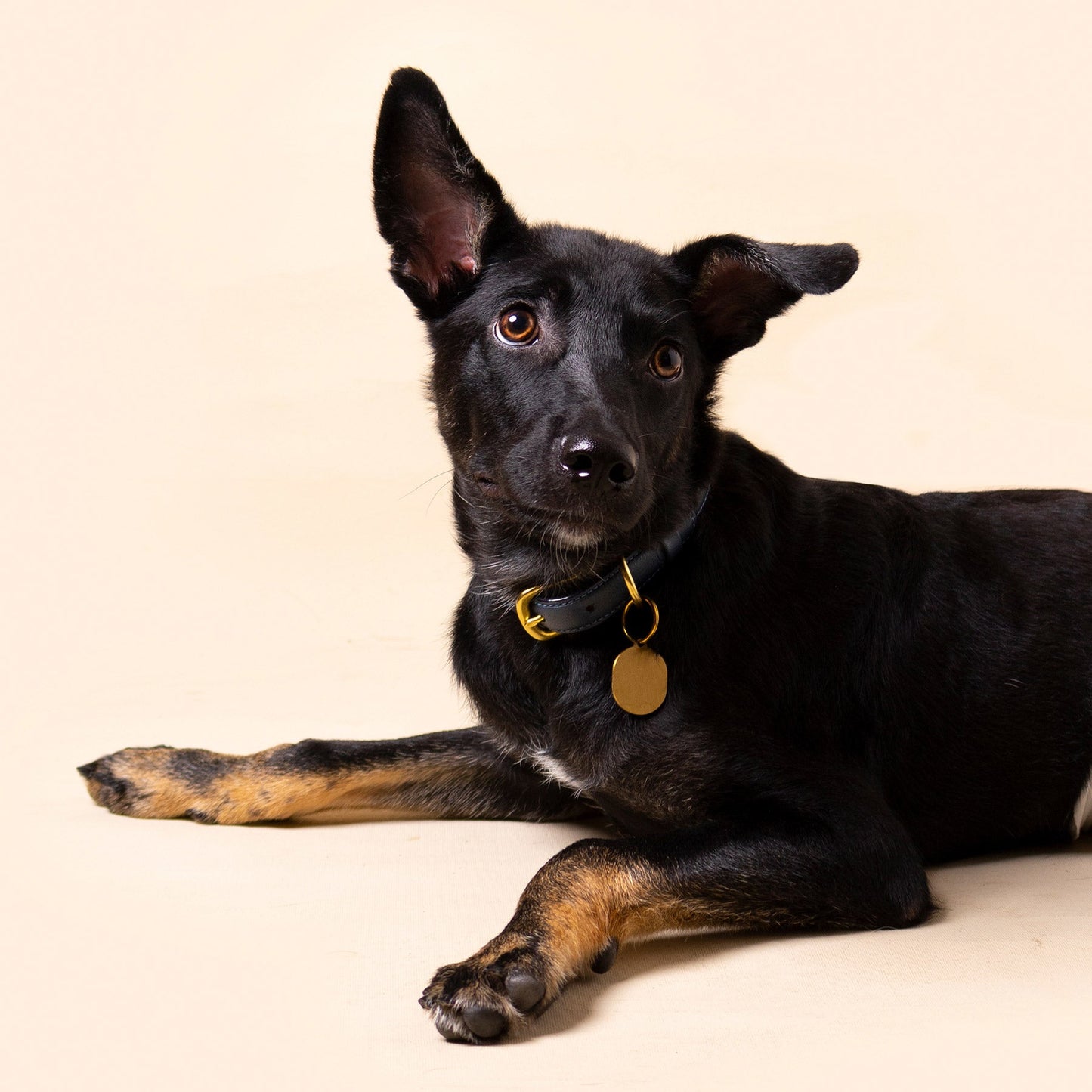Black dog with a gold collar and tag on a beige background