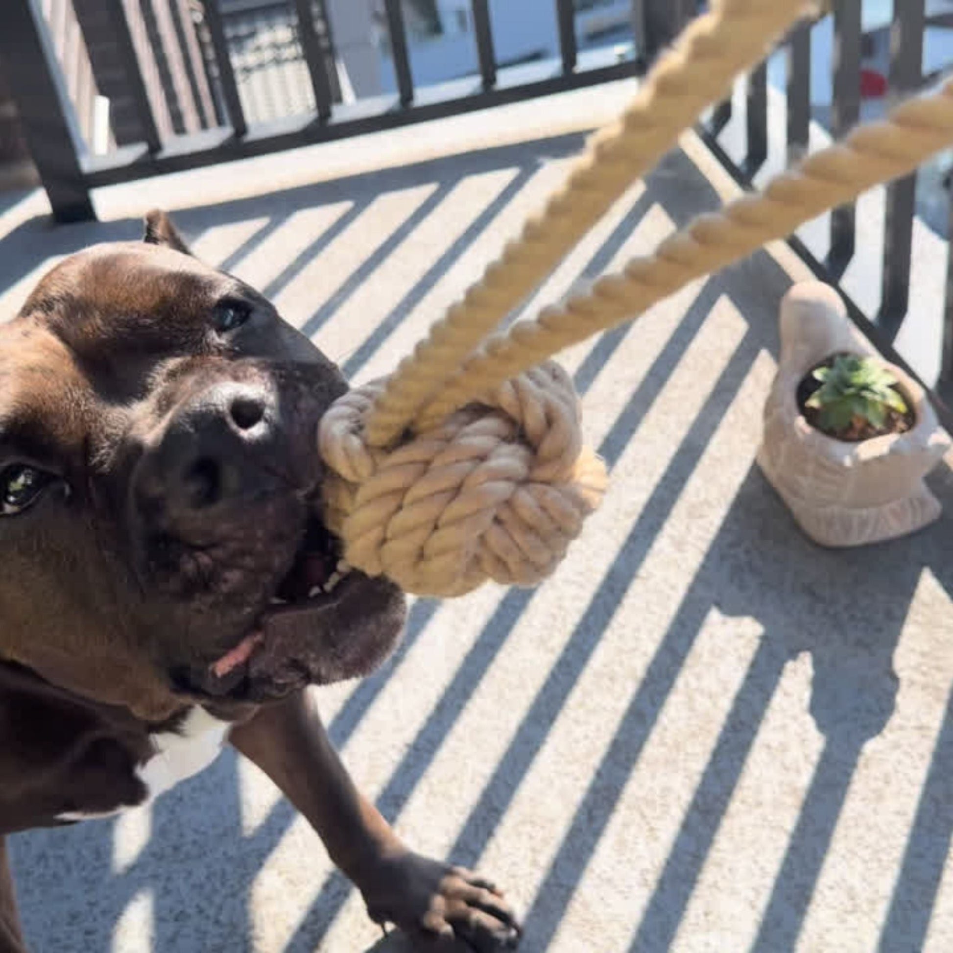 Natural Hemp Tug Rope Ball Dog