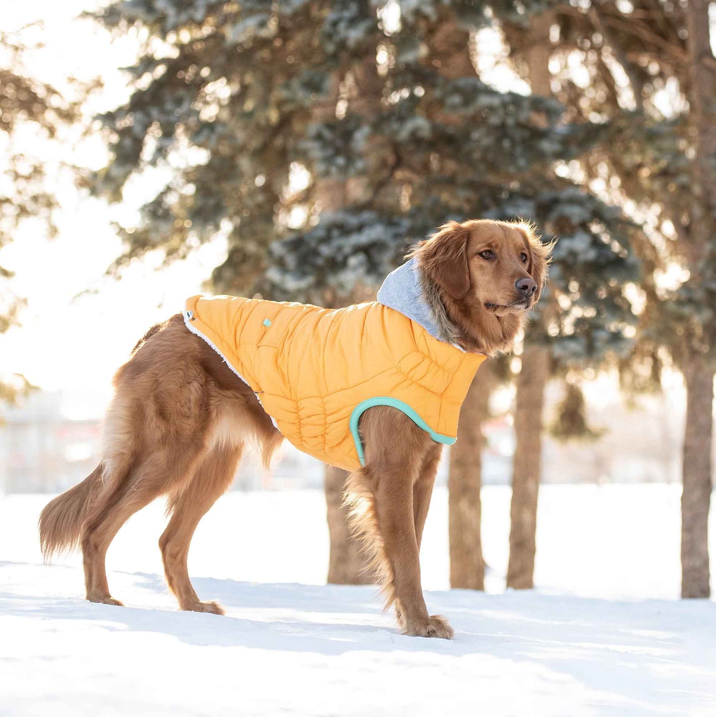 Winter Sailor Parka - Yellow in large brown dog on snow