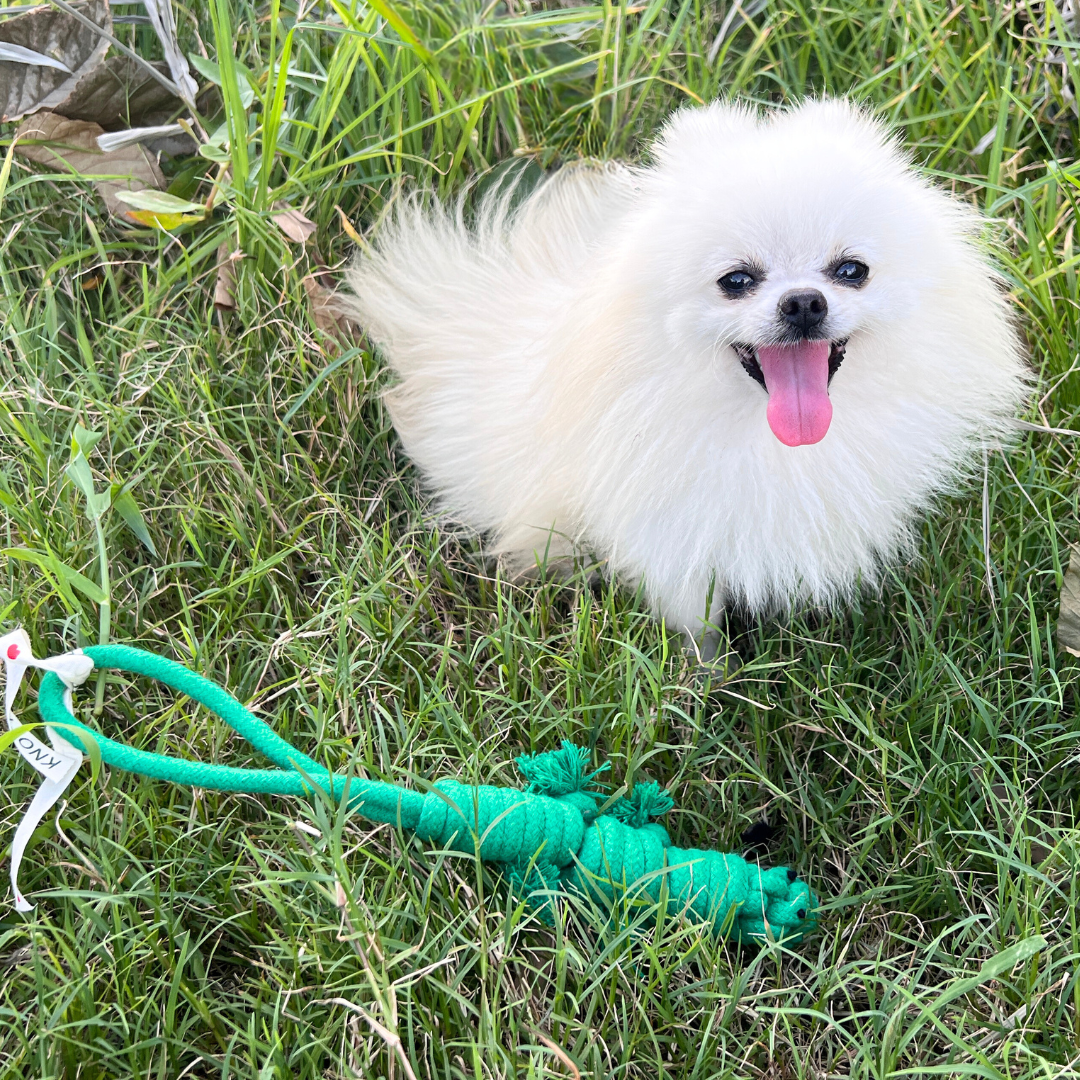 Owen the Green Lizard Rope Tug Toy Dog