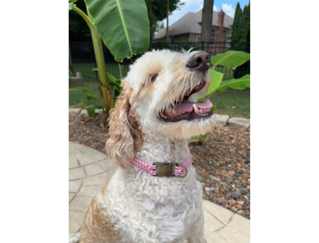 Dog with a pink collar sitting outdoors on a patio