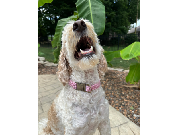Dog with a pink collar standing outdoors with greenery in the background