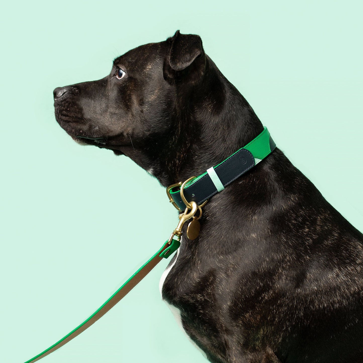 Black dog wearing a green and navy collar with a gold tag on a light blue background