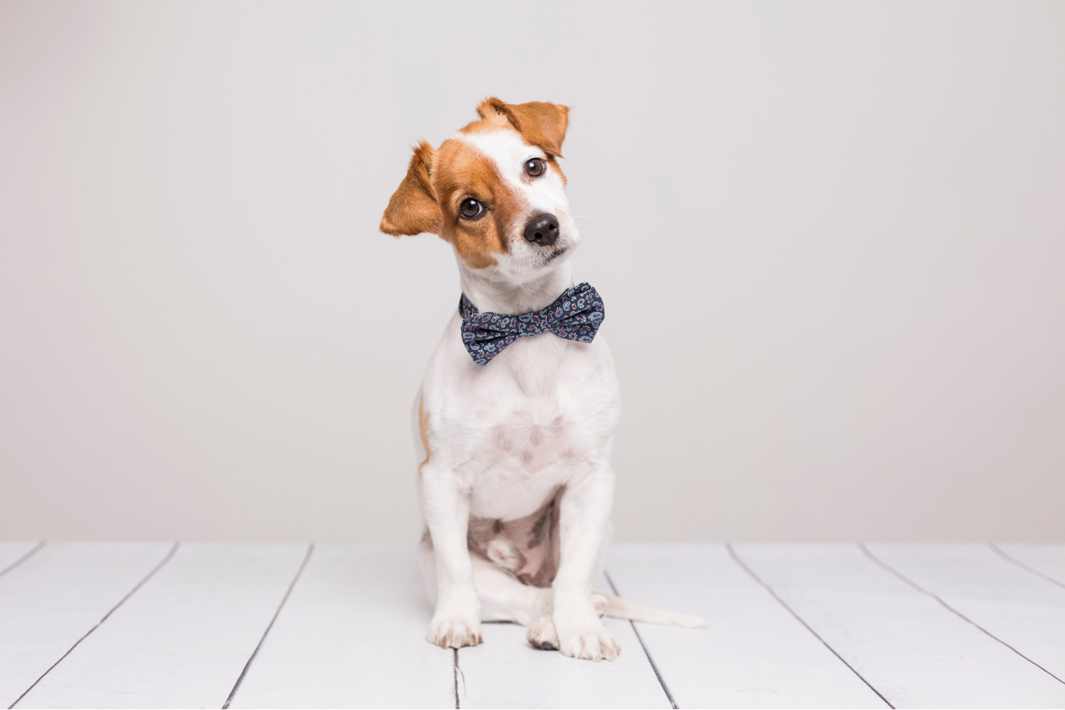 Cute Dog in Bow Tie