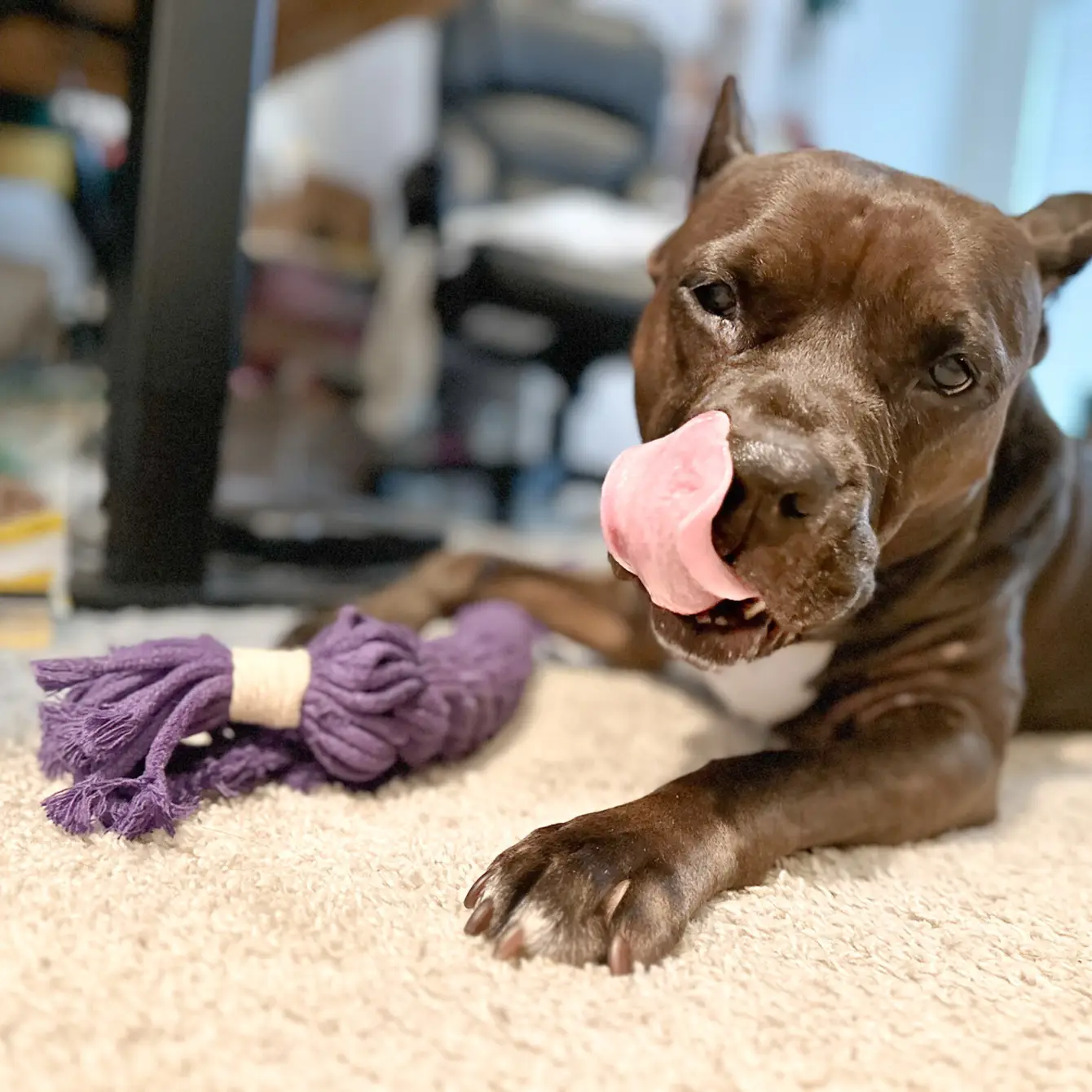 Purple Macrame Rope Candy Dog