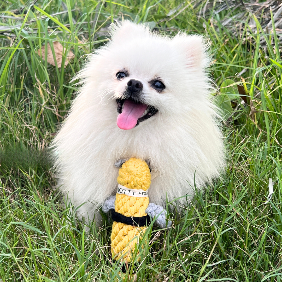 Queen Bee Rope Dog Toy Dog