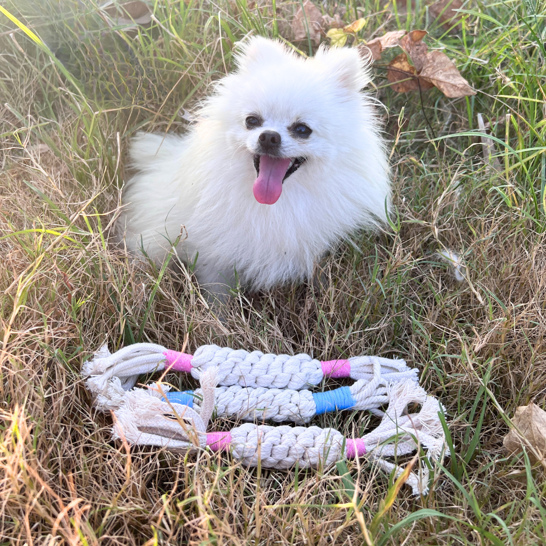 Rainbow Candy Macrame Rope Pet Toy Dog