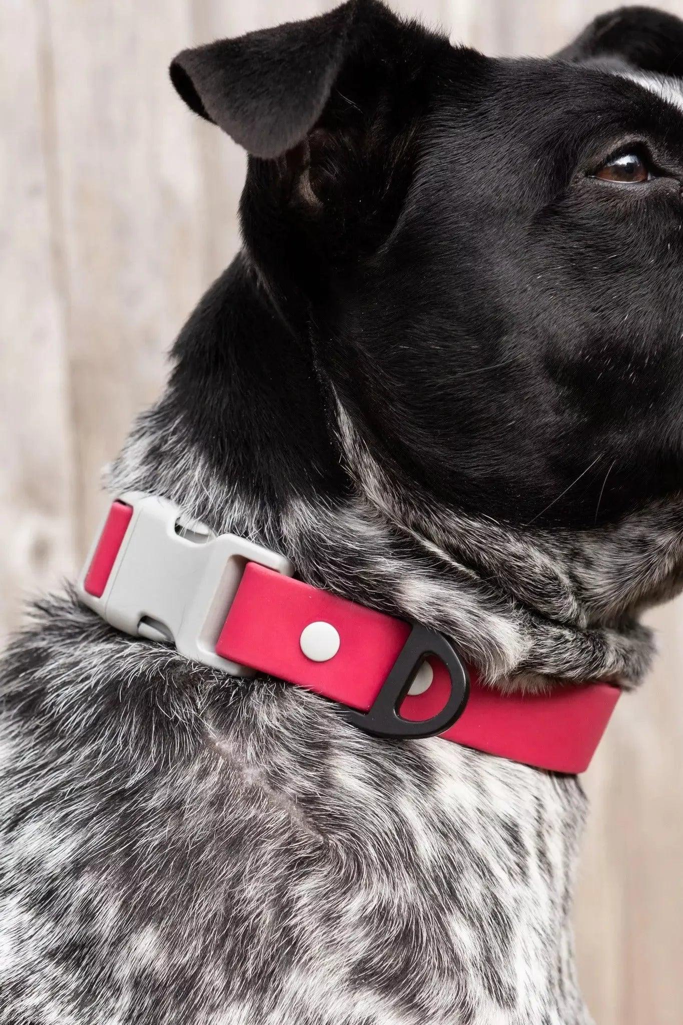 Dog wearing a red collar with a silver buckle on a neutral background