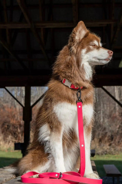 Brown and white dog with a red leash standing outdoors.