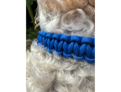 Dog wearing a blue paracord collar with a blurred background