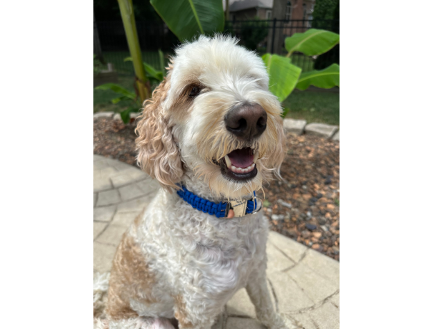 Dog with a blue collar sitting outdoors on a stone surface.